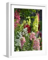 Garden Detail, San Domenico Palace Hotel, Taormina, Sicily, Italy-Walter Bibikow-Framed Photographic Print