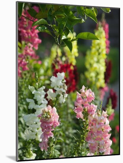 Garden Detail, San Domenico Palace Hotel, Taormina, Sicily, Italy-Walter Bibikow-Mounted Photographic Print