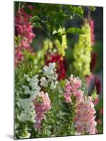 Garden Detail, San Domenico Palace Hotel, Taormina, Sicily, Italy-Walter Bibikow-Mounted Photographic Print