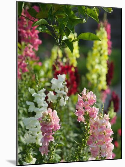 Garden Detail, San Domenico Palace Hotel, Taormina, Sicily, Italy-Walter Bibikow-Mounted Photographic Print