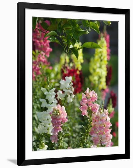 Garden Detail, San Domenico Palace Hotel, Taormina, Sicily, Italy-Walter Bibikow-Framed Photographic Print