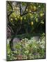 Garden Detail, San Domenico Palace Hotel, Taormina, Sicily, Italy-Walter Bibikow-Mounted Photographic Print