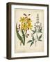 Garden Display I-Sydenham Edwards-Framed Art Print