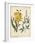 Garden Display I-Sydenham Edwards-Framed Art Print