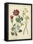 Garden Display II-Sydenham Edwards-Framed Stretched Canvas