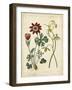 Garden Display II-Sydenham Edwards-Framed Art Print