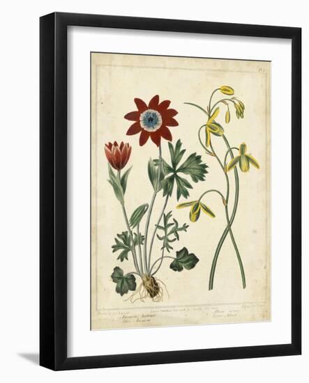 Garden Display II-Sydenham Edwards-Framed Art Print