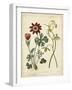 Garden Display II-Sydenham Edwards-Framed Art Print