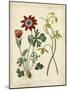 Garden Display II-Sydenham Edwards-Mounted Art Print