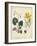 Garden Display IV-Sydenham Edwards-Framed Art Print