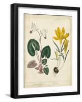 Garden Display IV-Sydenham Edwards-Framed Art Print