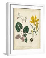 Garden Display IV-Sydenham Edwards-Framed Art Print