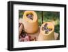 Garden, DIY, self-made bird feeder, pumpkins, apples, box, detail,-mauritius images-Framed Photographic Print