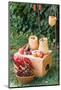 Garden, DIY, self-made bird feeder, pumpkins, apples, box,-mauritius images-Mounted Photographic Print