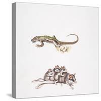 Garden Dormouse (Eliomys Quercinus) and Lizard-null-Stretched Canvas