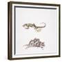 Garden Dormouse (Eliomys Quercinus) and Lizard-null-Framed Giclee Print