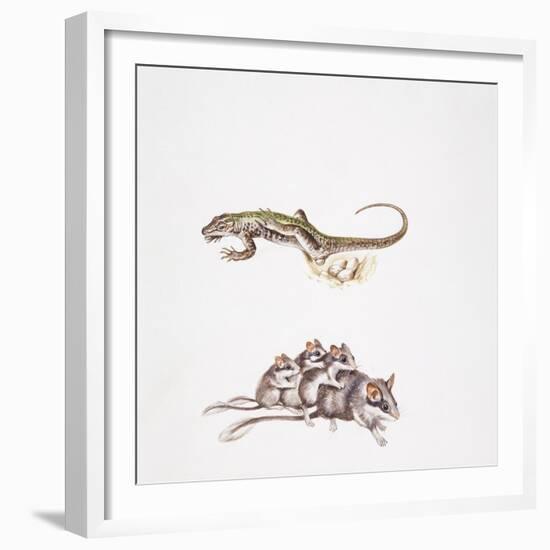 Garden Dormouse (Eliomys Quercinus) and Lizard-null-Framed Giclee Print