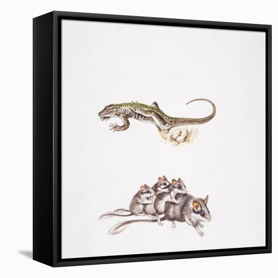 Garden Dormouse (Eliomys Quercinus) and Lizard-null-Framed Stretched Canvas