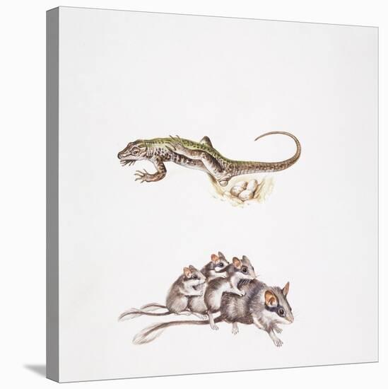 Garden Dormouse (Eliomys Quercinus) and Lizard-null-Stretched Canvas