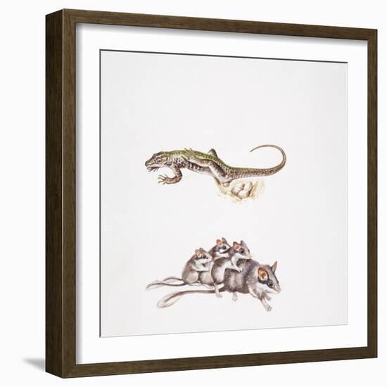 Garden Dormouse (Eliomys Quercinus) and Lizard-null-Framed Giclee Print