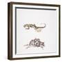 Garden Dormouse (Eliomys Quercinus) and Lizard-null-Framed Giclee Print