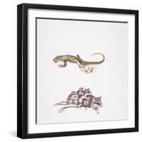 Garden Dormouse (Eliomys Quercinus) and Lizard-null-Framed Giclee Print