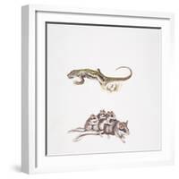 Garden Dormouse (Eliomys Quercinus) and Lizard-null-Framed Giclee Print