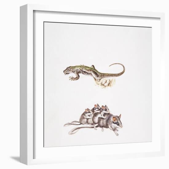 Garden Dormouse (Eliomys Quercinus) and Lizard-null-Framed Giclee Print