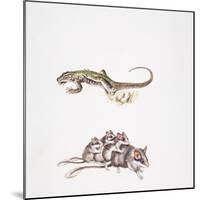 Garden Dormouse (Eliomys Quercinus) and Lizard-null-Mounted Giclee Print