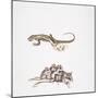 Garden Dormouse (Eliomys Quercinus) and Lizard-null-Mounted Giclee Print