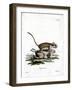 Garden Dormouse-null-Framed Giclee Print