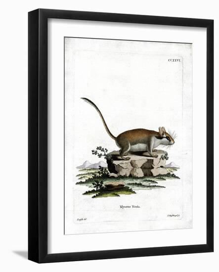 Garden Dormouse-null-Framed Giclee Print