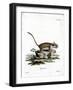 Garden Dormouse-null-Framed Giclee Print