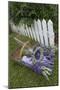 Garden, Dried Lavender at Lavender Festival, Sequim, Washington, USA-Merrill Images-Mounted Photographic Print