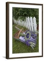 Garden, Dried Lavender at Lavender Festival, Sequim, Washington, USA-Merrill Images-Framed Photographic Print