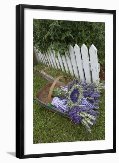 Garden, Dried Lavender at Lavender Festival, Sequim, Washington, USA-Merrill Images-Framed Photographic Print