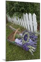 Garden, Dried Lavender at Lavender Festival, Sequim, Washington, USA-Merrill Images-Mounted Photographic Print