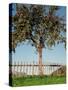Garden, Fence, Apple Tree-Thonig-Stretched Canvas