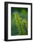 Garden Fern-Savanah Stewart-Framed Photographic Print