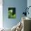 Garden Fern-Savanah Stewart-Photographic Print displayed on a wall