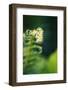 Garden Fern-Savanah Stewart-Framed Photographic Print