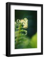Garden Fern-Savanah Stewart-Framed Photographic Print