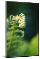 Garden Fern-Savanah Stewart-Mounted Photographic Print