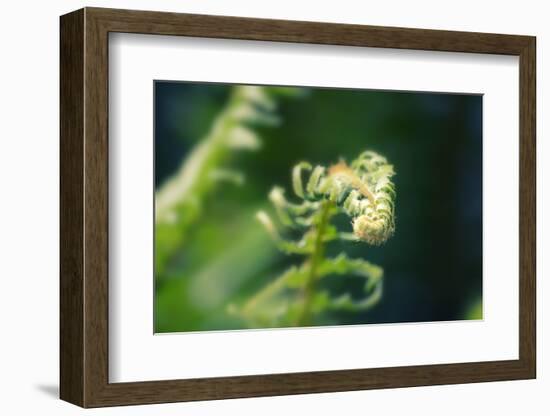 Garden Fern-Savanah Stewart-Framed Photographic Print