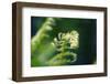 Garden Fern-Savanah Stewart-Framed Photographic Print