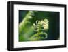 Garden Fern-Savanah Stewart-Framed Photographic Print