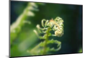 Garden Fern-Savanah Stewart-Mounted Photographic Print