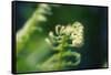 Garden Fern-Savanah Stewart-Framed Stretched Canvas