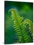 Garden Fern-Savanah Plank-Stretched Canvas