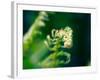 Garden Fern-Savanah Plank-Framed Photo